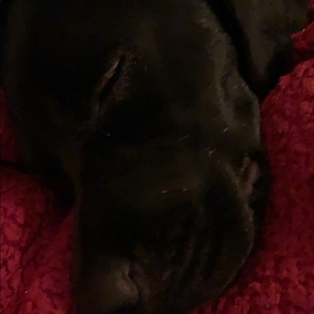 Meet your Posher, George